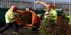 Free Collection Of Your Real Christmas Trees