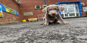 New Pup 'blue' Is Top Dog At Pembrokeshire Learning Centre